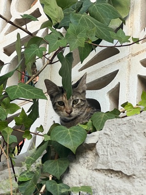 Tommy's profile photo - Travel enthusiast who has visited 2 countries