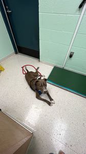 Avatar di littlebluebird