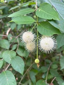 distrctdbyplntss avatar