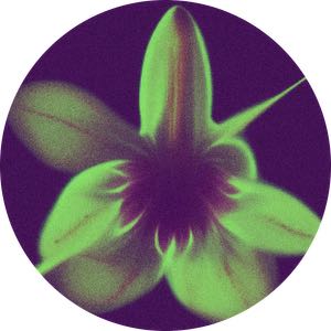 dustyorchid avatar