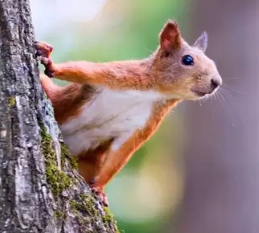 squirrelAFs avatar