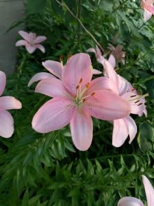 goldenretriever Avatar