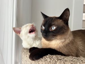 Аватар Bart-Tateo