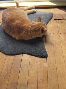 catnapsallday avatar