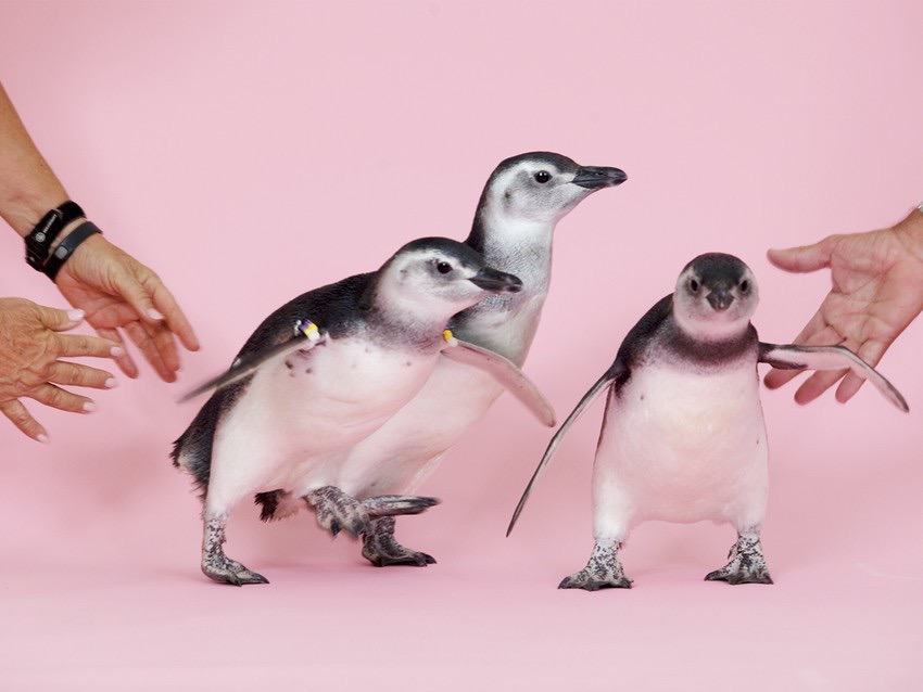 pastawithadhd avatar