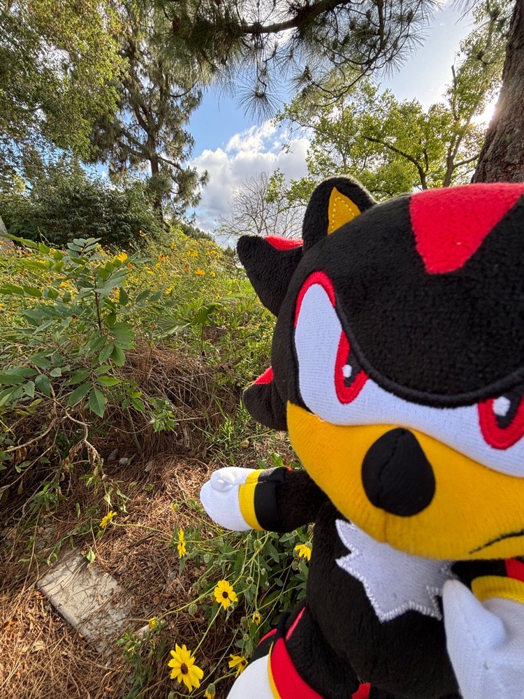 shadowthedgehogs avatar