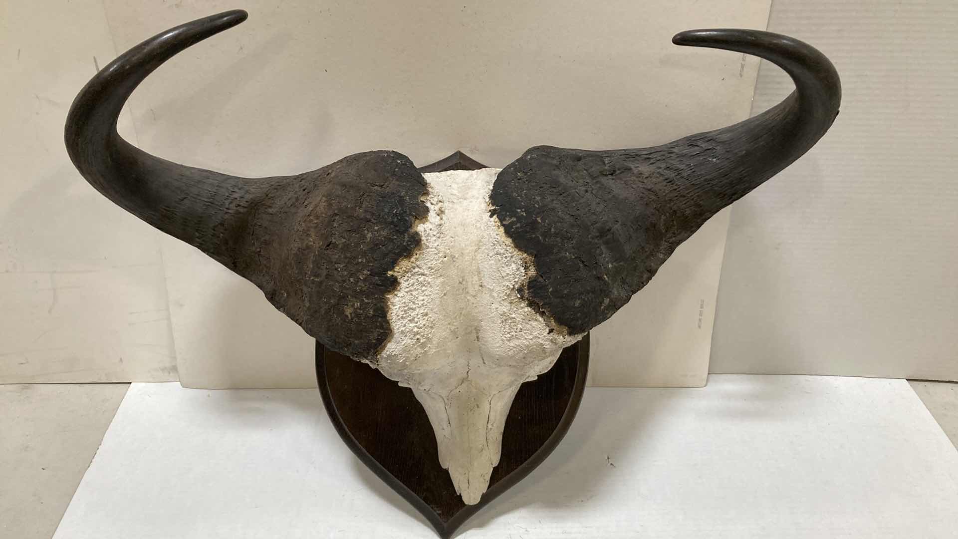 Photo 1 of CAPE WATER BUFFALO SKULL ON WOOD MOUNT 34” X 11” H 24”