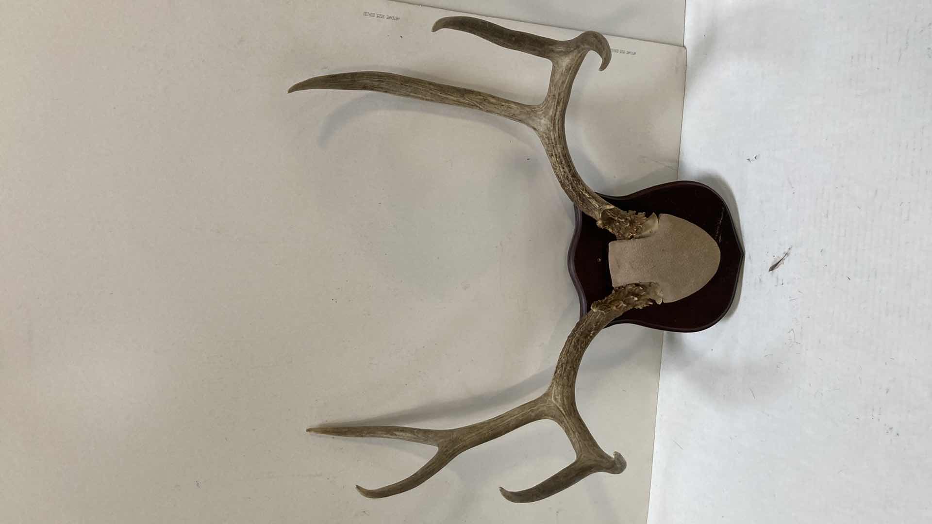 Photo 2 of DEER ANTLERS ON WOOD MOUNT 21” X 11” H 25”