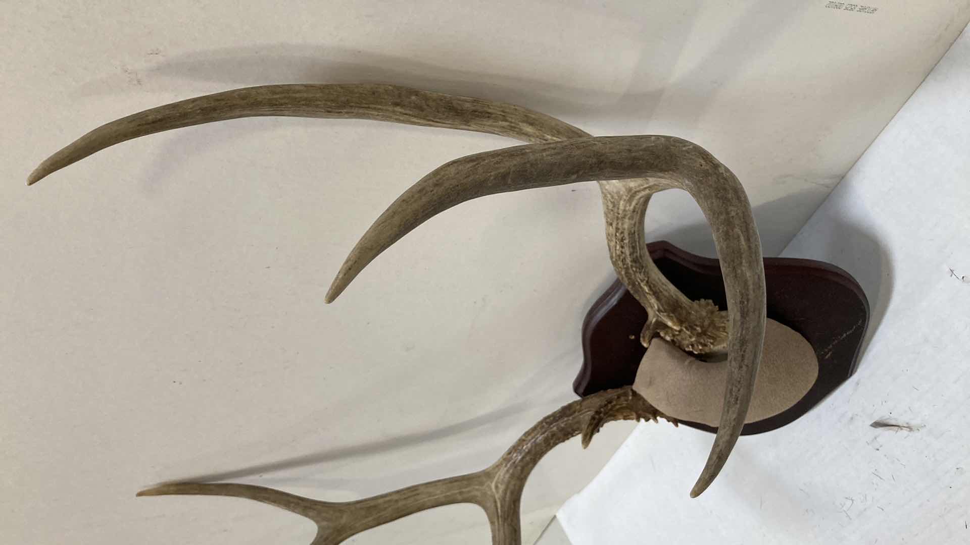 Photo 4 of DEER ANTLERS ON WOOD MOUNT 21” X 11” H 25”