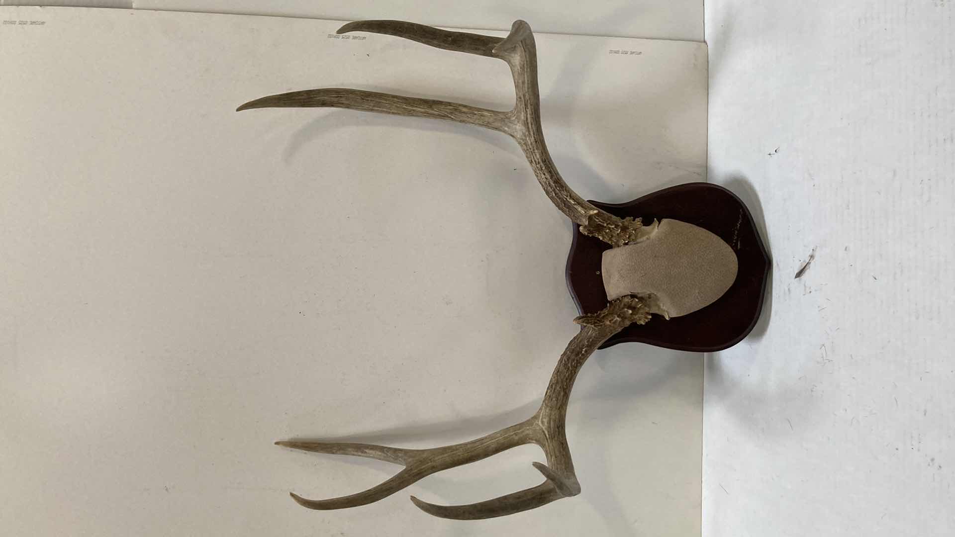 Photo 1 of DEER ANTLERS ON WOOD MOUNT 21” X 11” H 25”