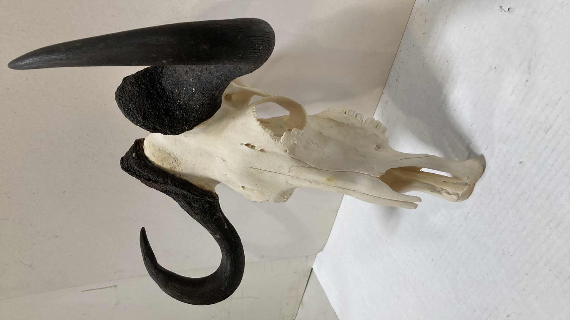 Photo 4 of CAPE BUFFALO SKULL