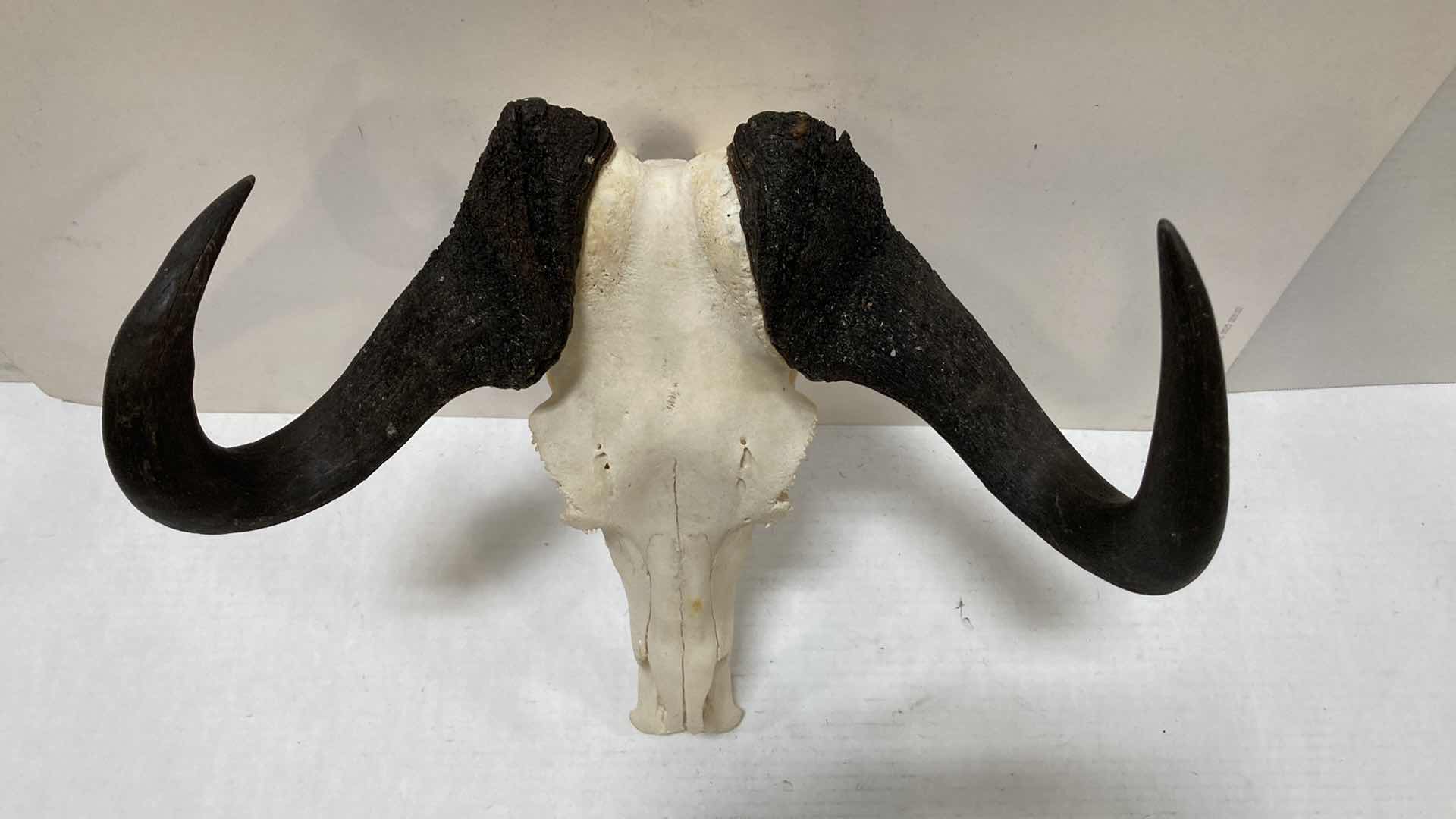 Photo 3 of CAPE BUFFALO SKULL