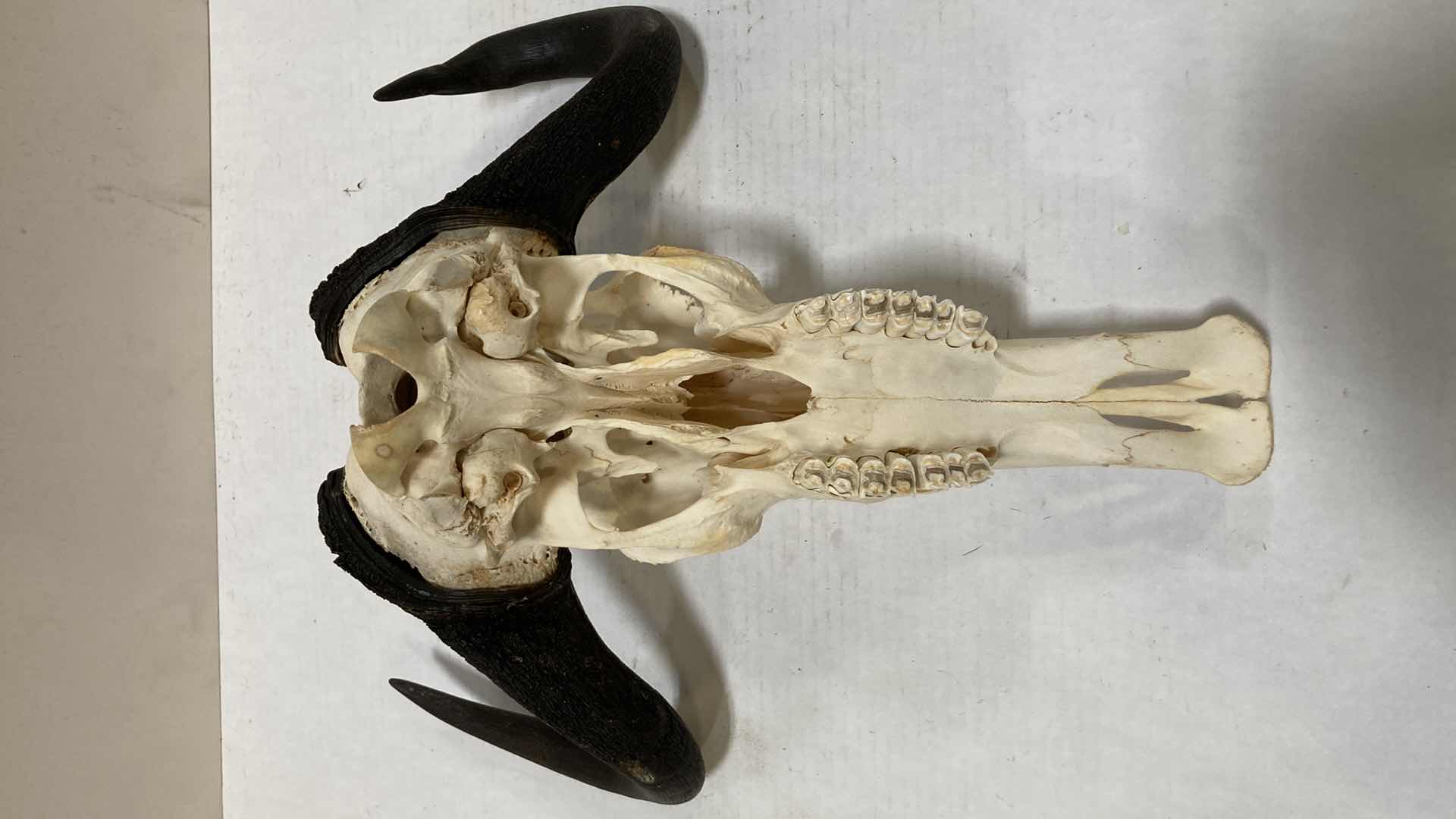 Photo 6 of CAPE BUFFALO SKULL