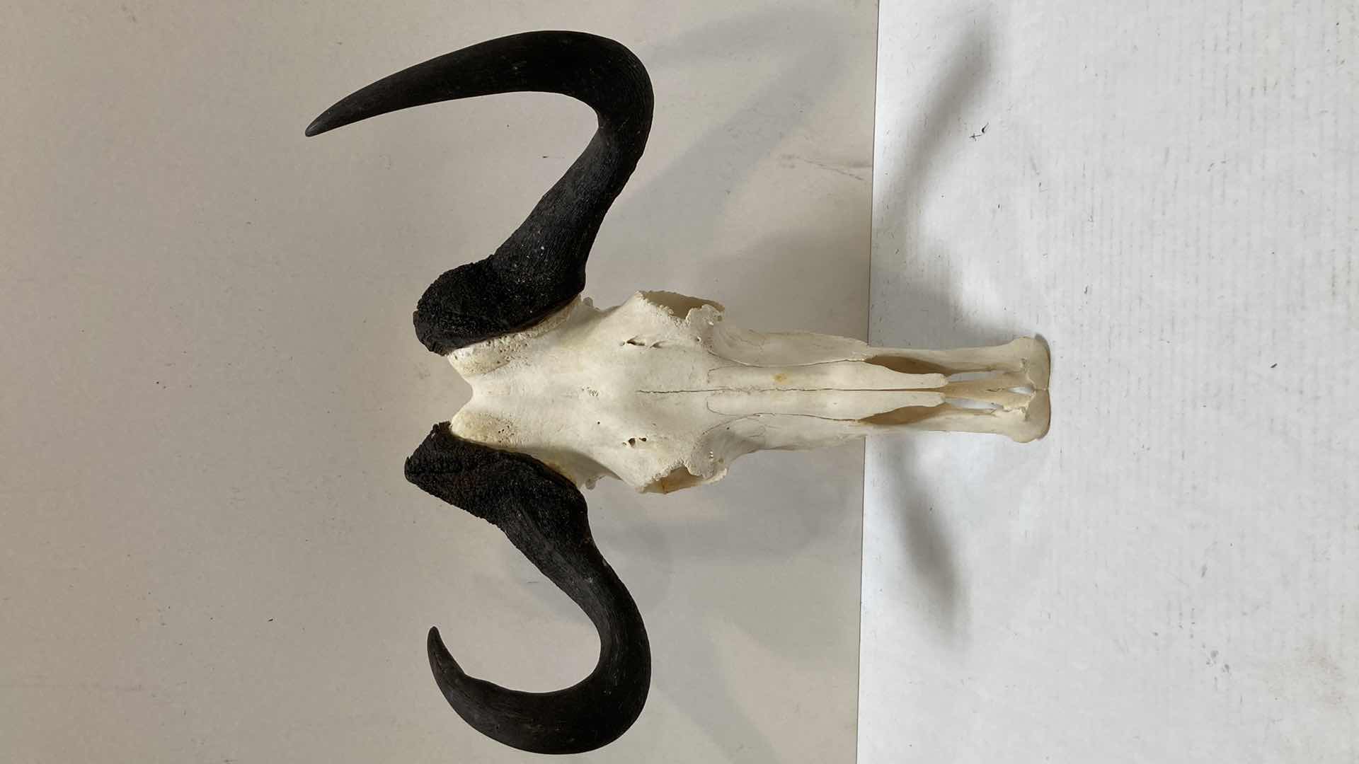 Photo 1 of CAPE BUFFALO SKULL