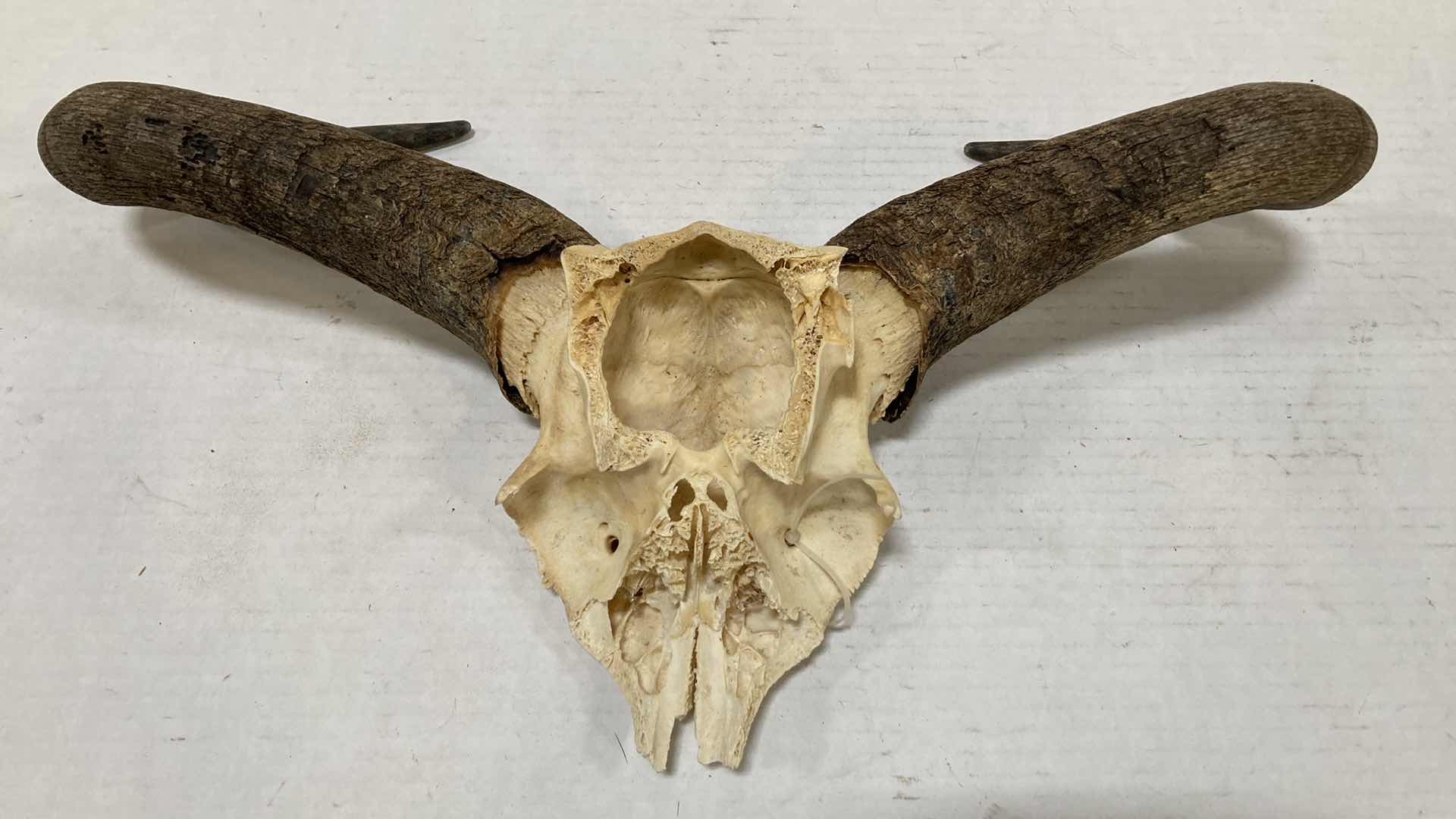 Photo 6 of GAZELLE ANTLERS ON HALF SKULL 21” X 6” H 12”