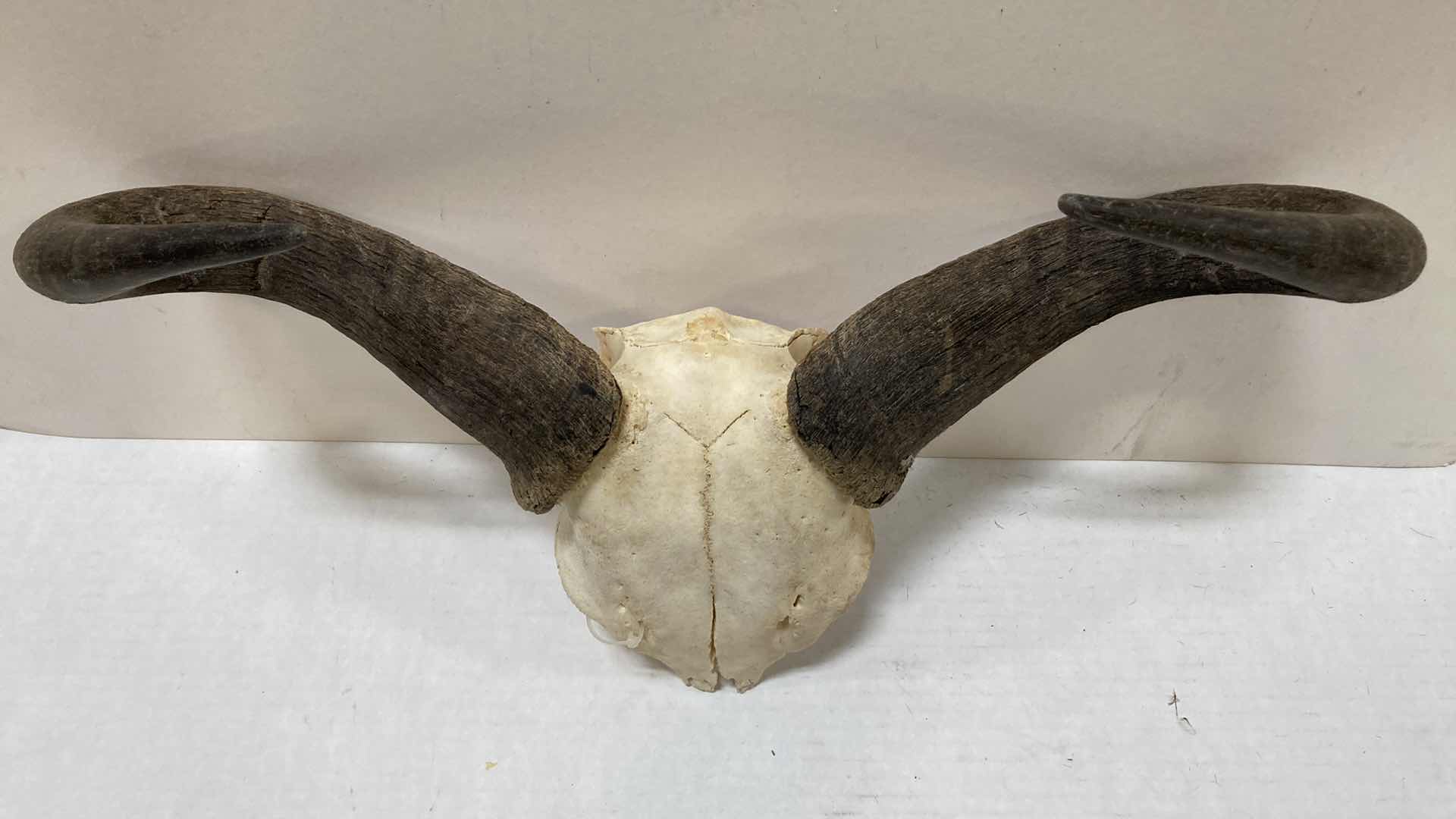 Photo 2 of GAZELLE ANTLERS ON HALF SKULL 21” X 6” H 12”