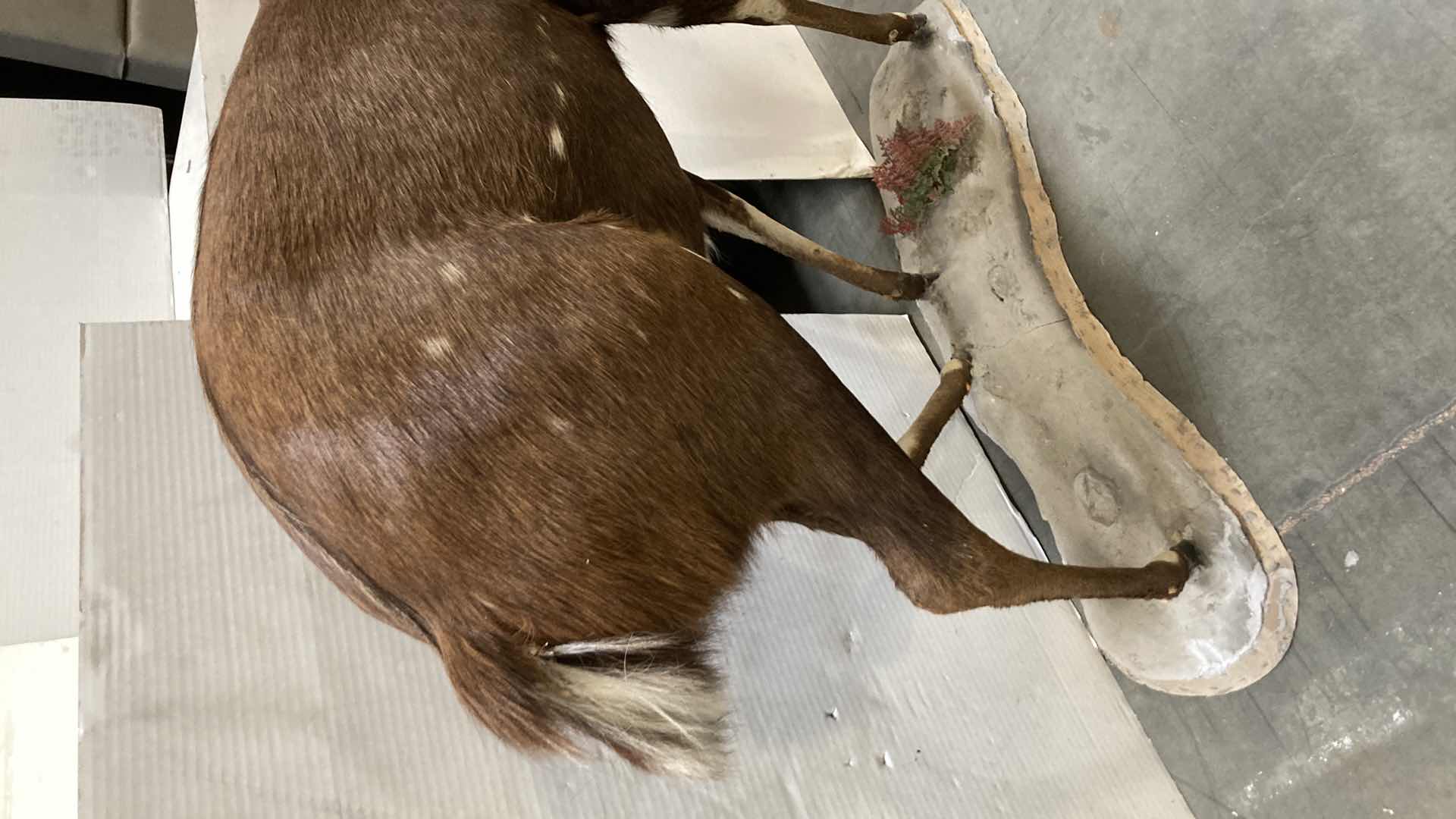 Photo 5 of CAPE BUSH BUCK FULL BODY ON PLATFORM 16” X 51” H 52”