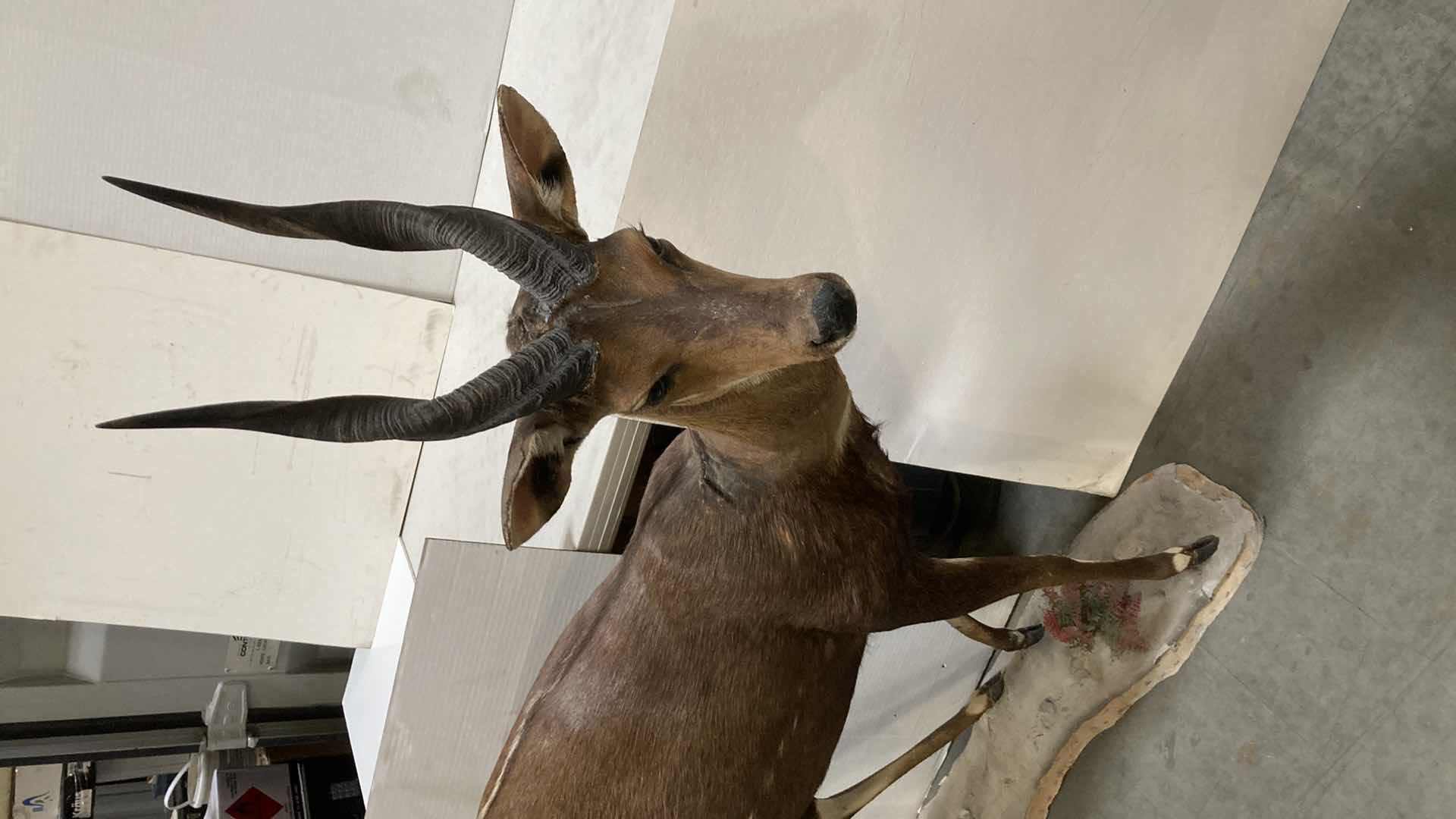 Photo 2 of CAPE BUSH BUCK FULL BODY ON PLATFORM 16” X 51” H 52”