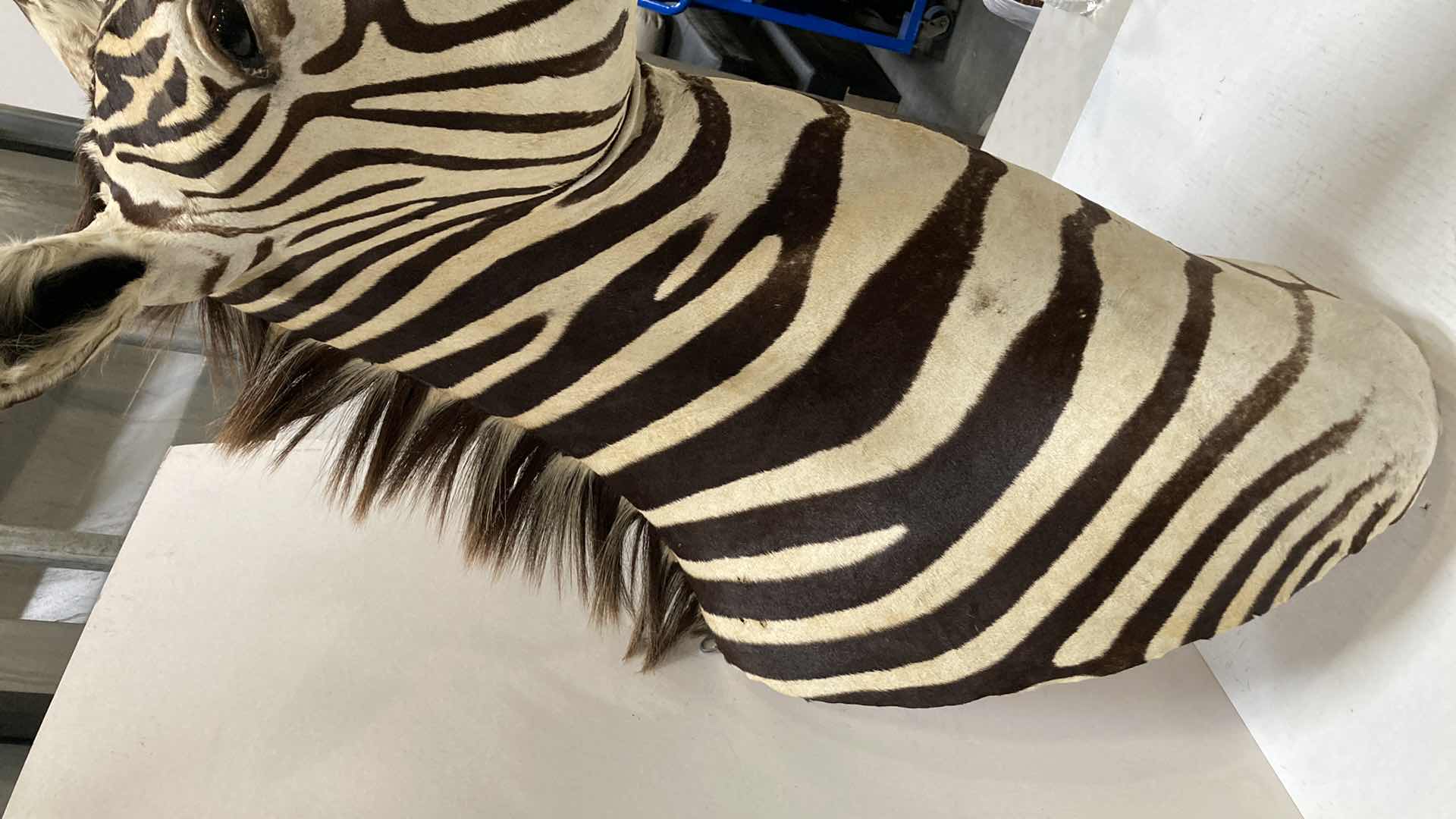 Photo 6 of ZEBRA 16” X 35” H 33”