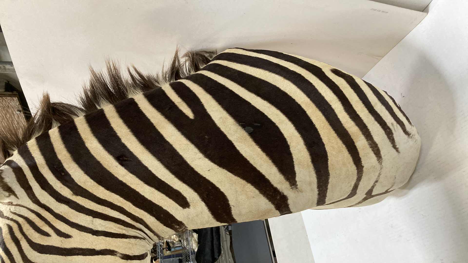 Photo 7 of ZEBRA 16” X 35” H 33”