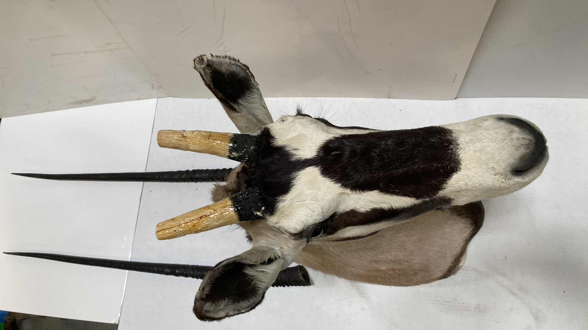 Photo 7 of GEMSBOK (REMOVABLE HORNS) 13” X 26” H 50”