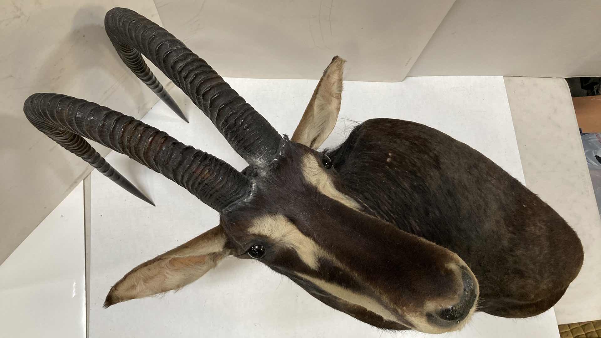 Photo 3 of SABLE ANTELOPE 16” X 36” H 47”