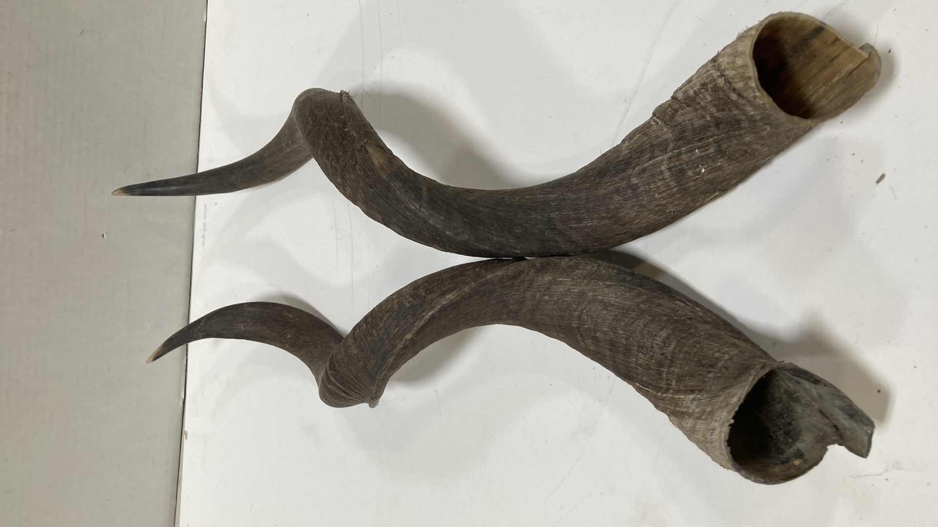 Photo 1 of KUDU HORNS (2) 6” X 5” H 26”