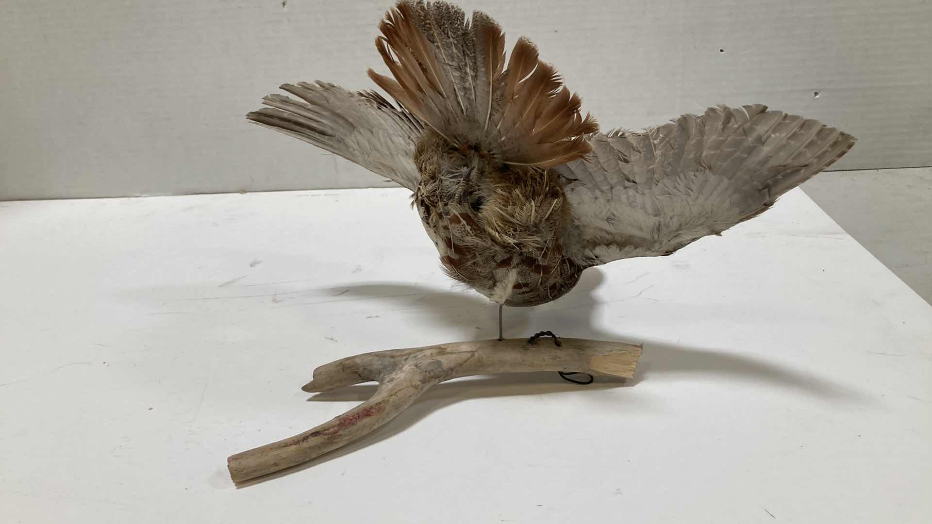 Photo 5 of PARTRIDGE FLYING MOUNTED ON BRANCH 15” X 12” H 11”