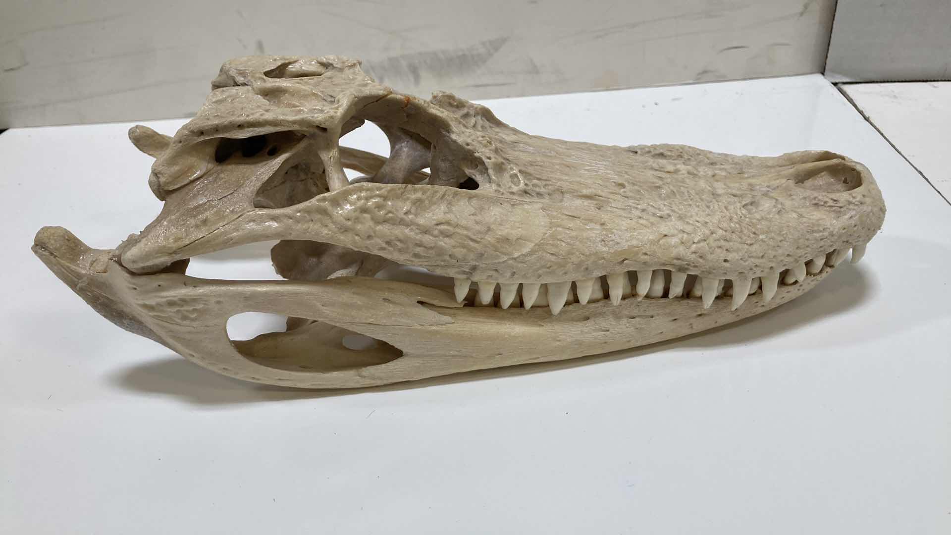 Photo 10 of ALLIGATOR SKULLS 13” X 25” H 10”