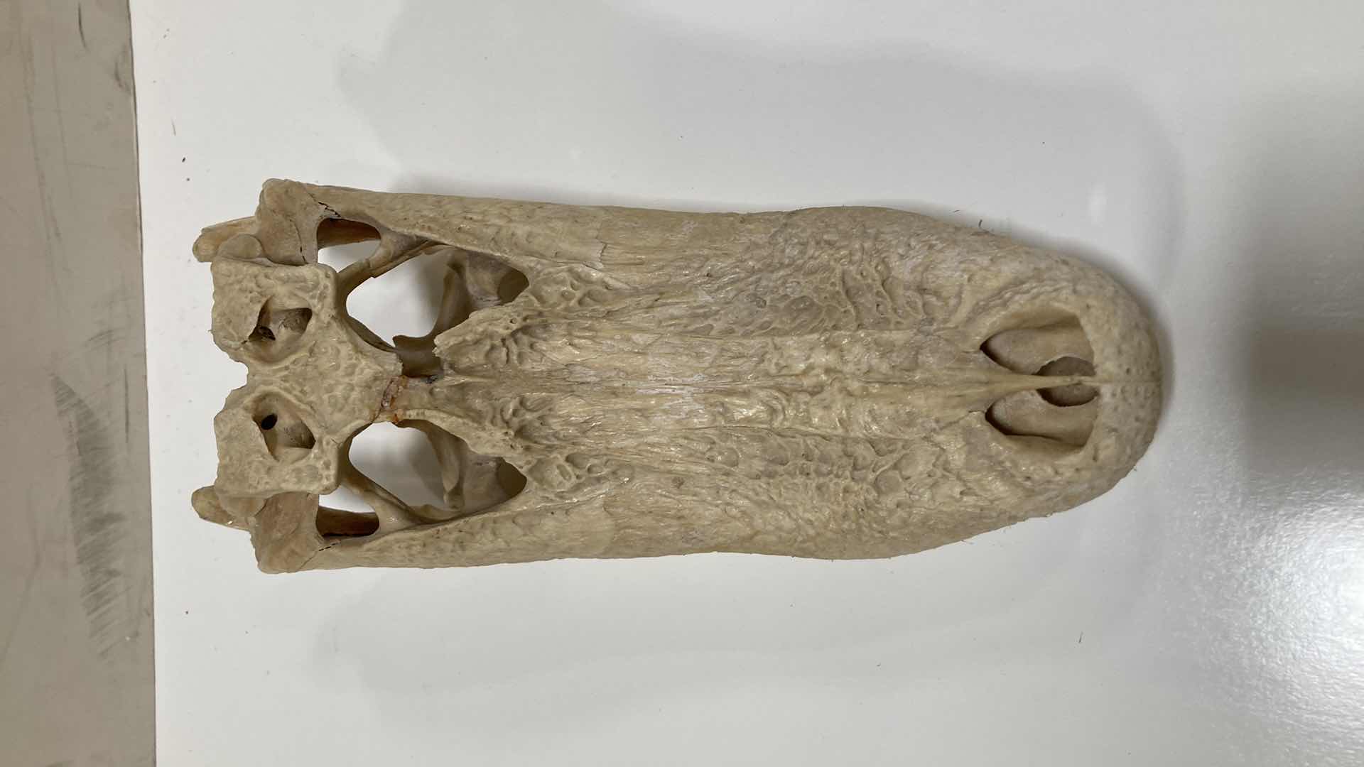 Photo 9 of ALLIGATOR SKULLS 13” X 25” H 10”