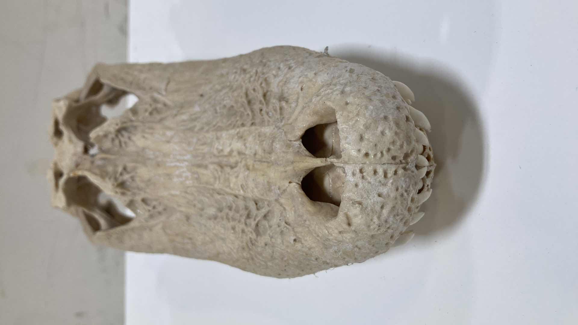 Photo 8 of ALLIGATOR SKULLS 13” X 25” H 10”