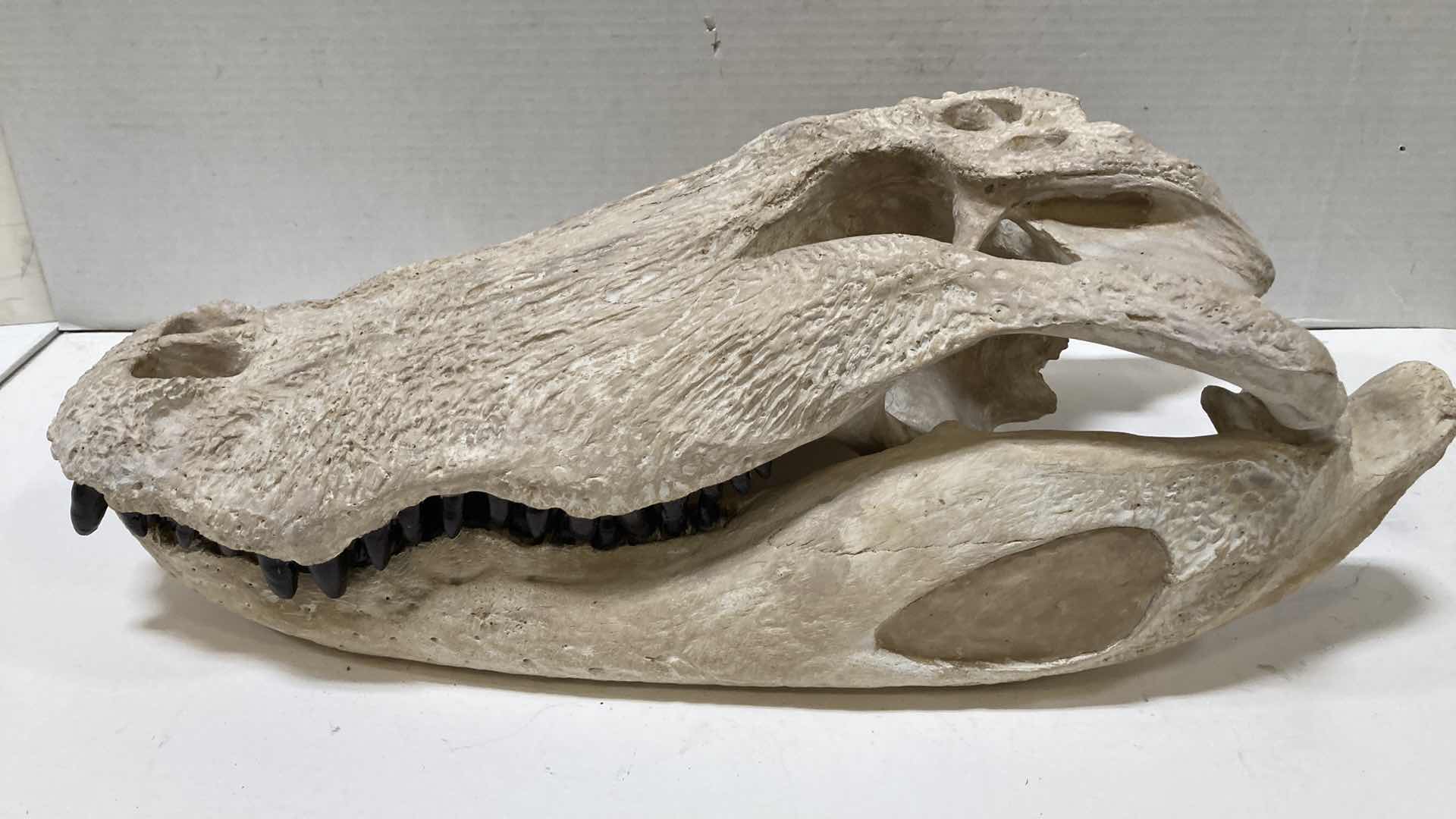 Photo 7 of ALLIGATOR SKULLS 13” X 25” H 10”