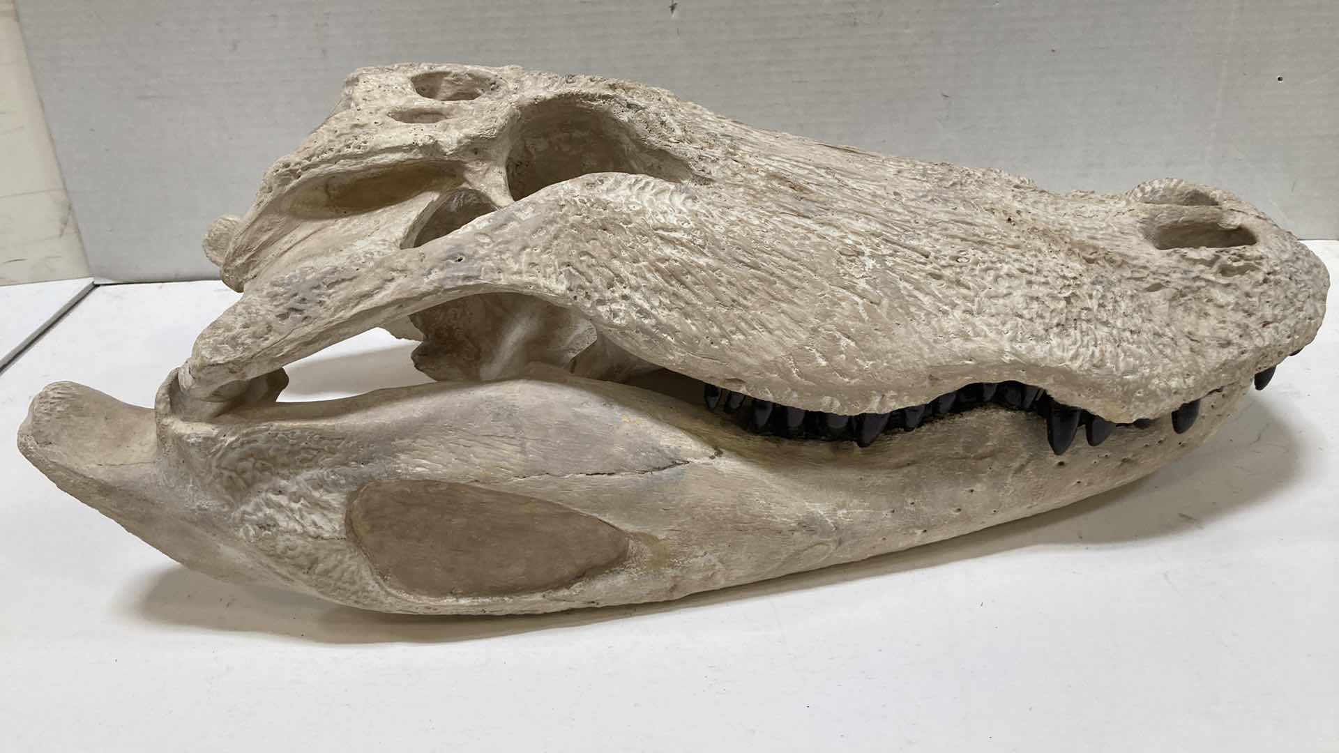 Photo 5 of ALLIGATOR SKULLS 13” X 25” H 10”