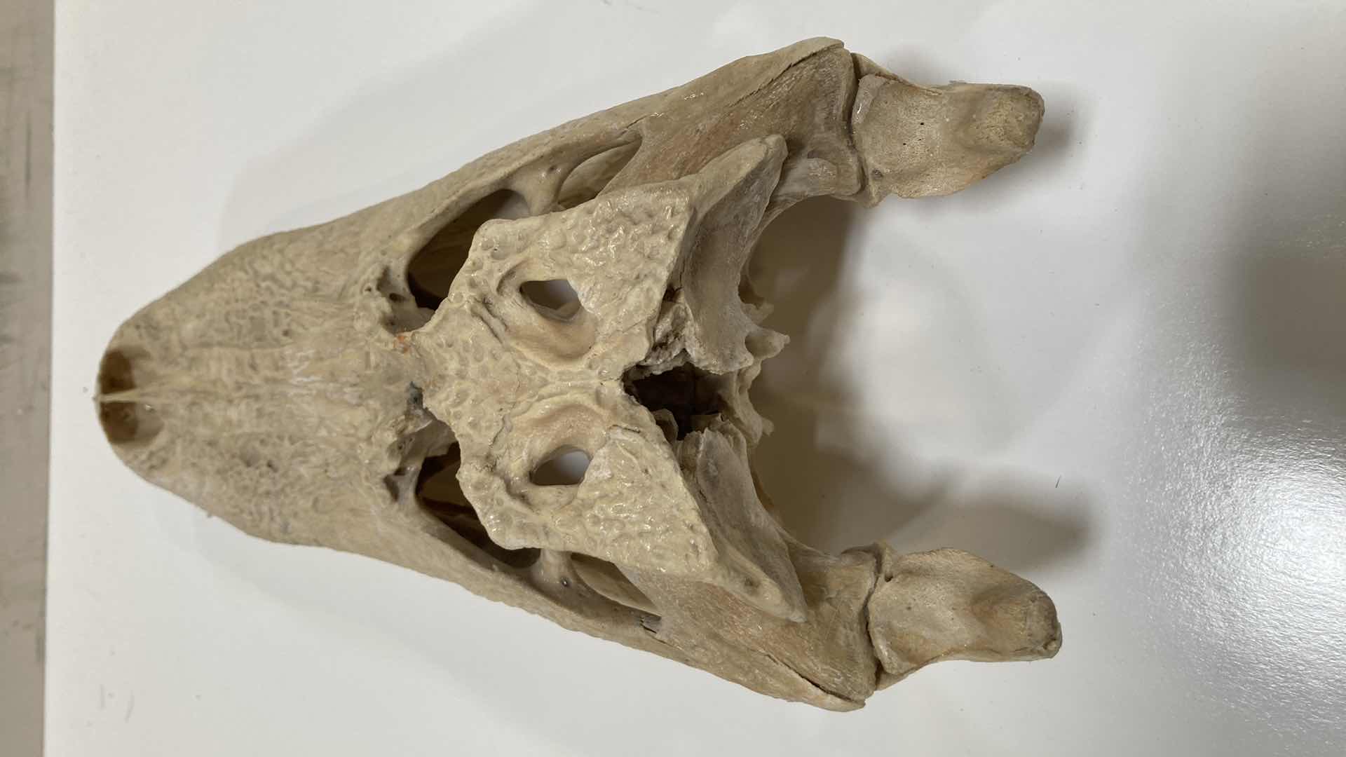 Photo 11 of ALLIGATOR SKULLS 13” X 25” H 10”