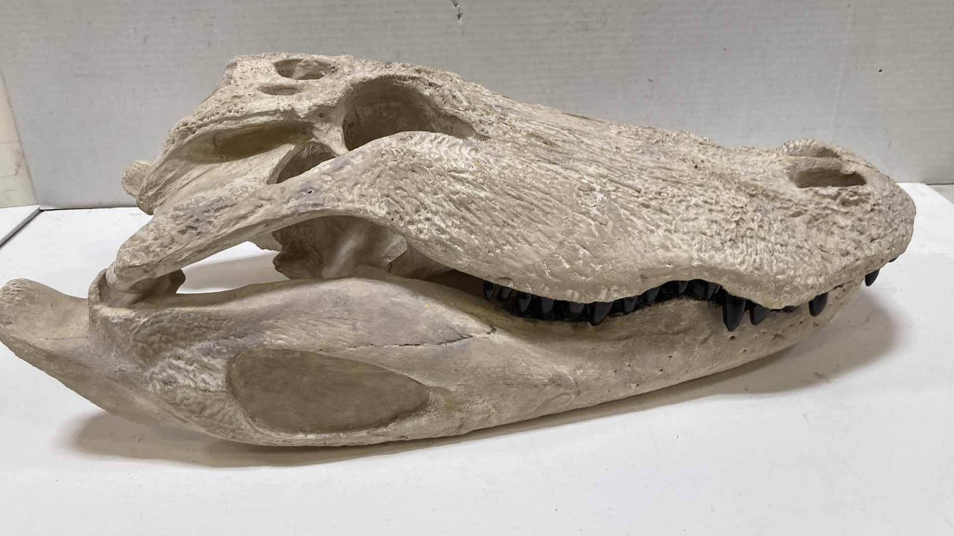 Photo 4 of ALLIGATOR SKULLS 13” X 25” H 10”