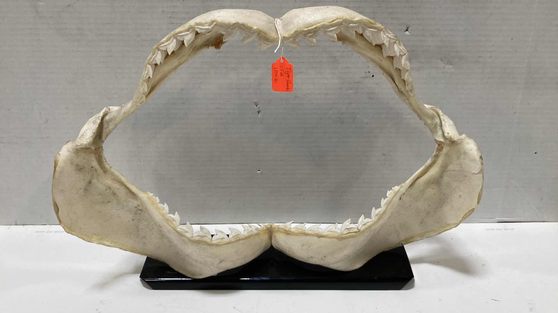 Photo 1 of TIGER SHARK JAWS ON STAND 21” X 6” H 15”