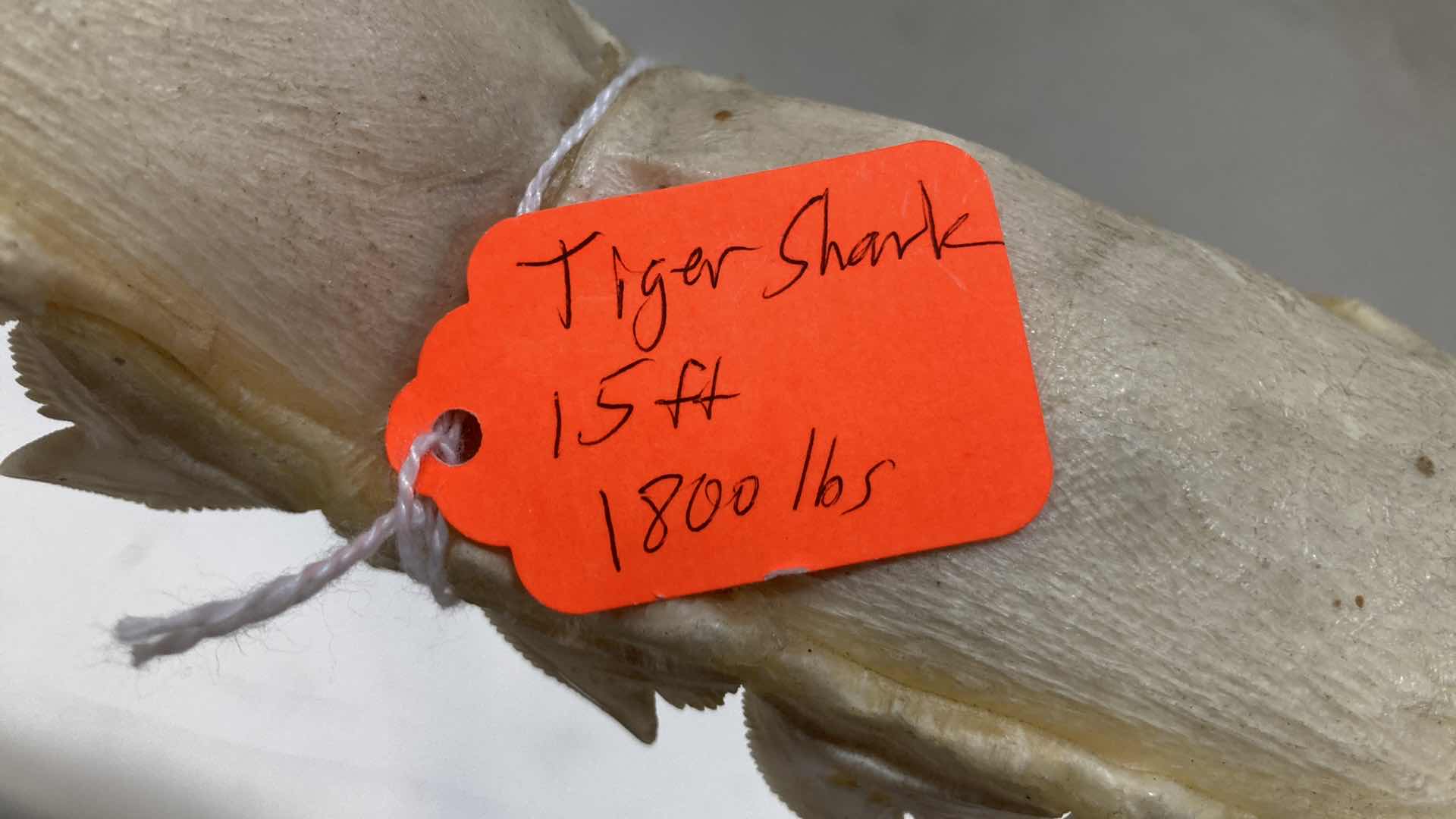 Photo 6 of TIGER SHARK JAWS ON STAND 21” X 6” H 15”