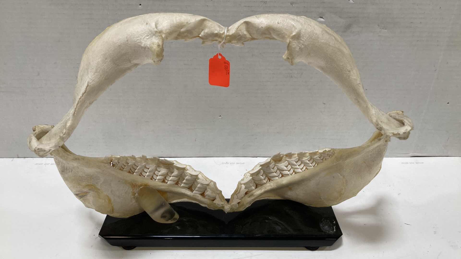 Photo 4 of TIGER SHARK JAWS ON STAND 21” X 6” H 15”