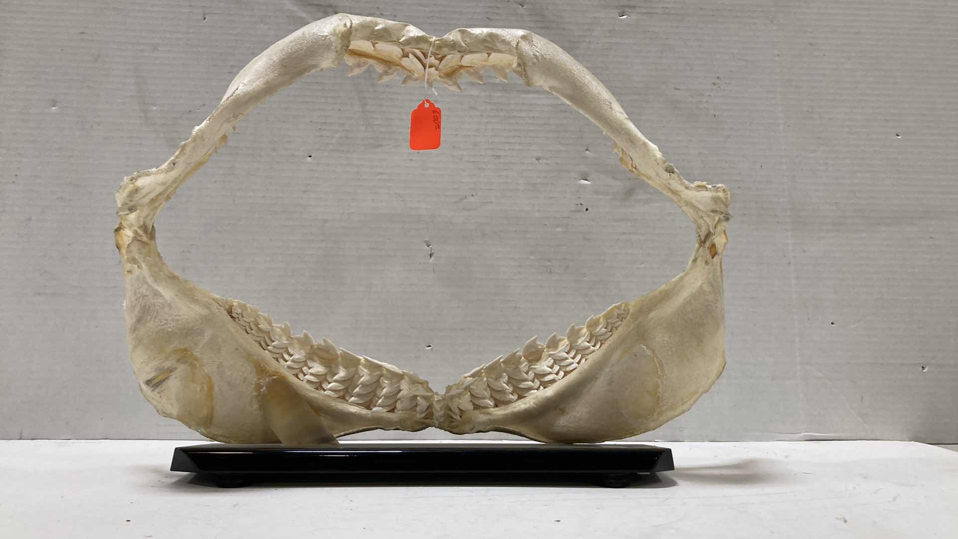 Photo 5 of TIGER SHARK JAWS ON STAND 21” X 6” H 15”