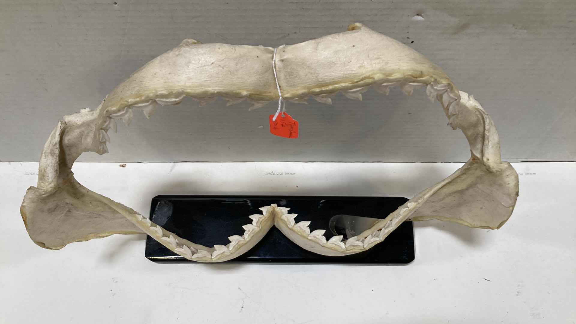 Photo 2 of TIGER SHARK JAWS ON STAND 21” X 6” H 15”