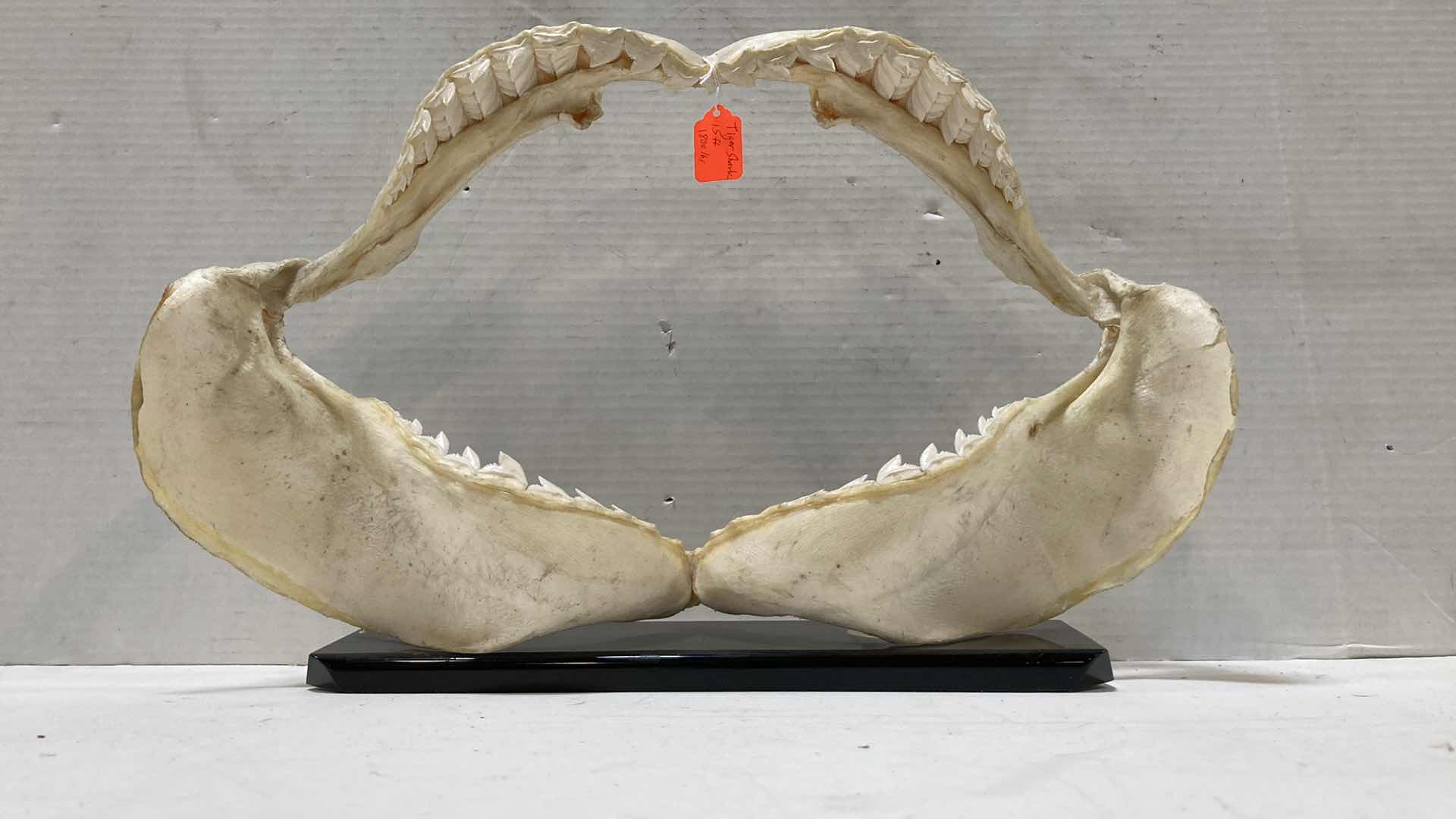 Photo 3 of TIGER SHARK JAWS ON STAND 21” X 6” H 15”