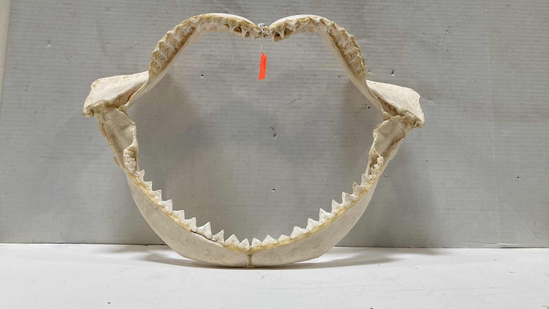 Photo 3 of BULL SHARK JAWS 22” X 7” H 17”