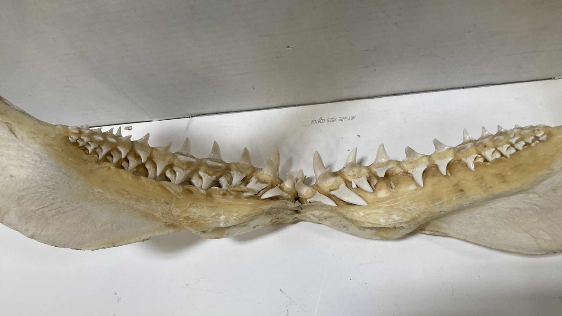 Photo 5 of MAKO SHARK JAWS 22” X 6” H 20”