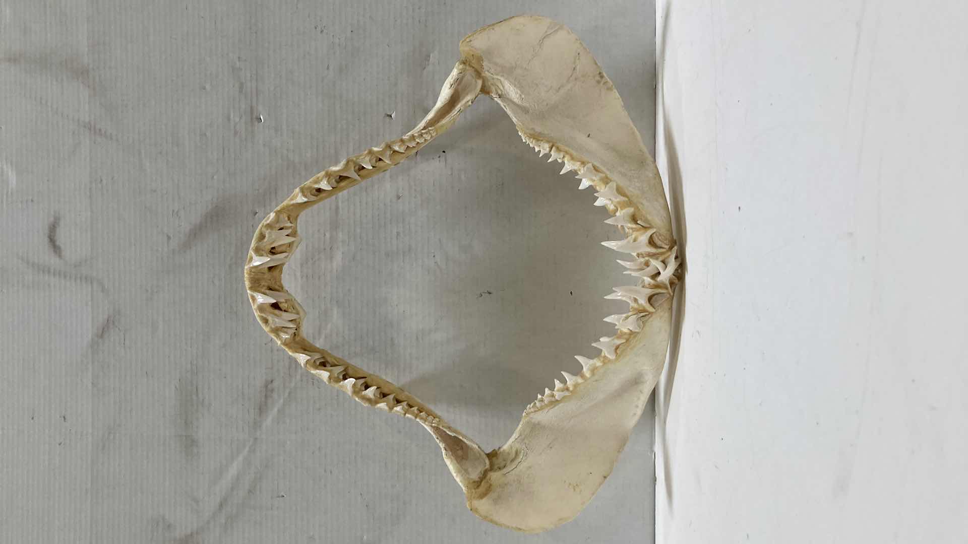 Photo 3 of MAKO SHARK JAWS 22” X 6” H 20”