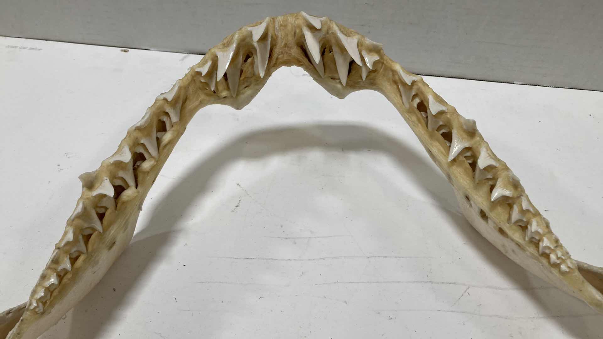 Photo 6 of MAKO SHARK JAWS 22” X 6” H 20”