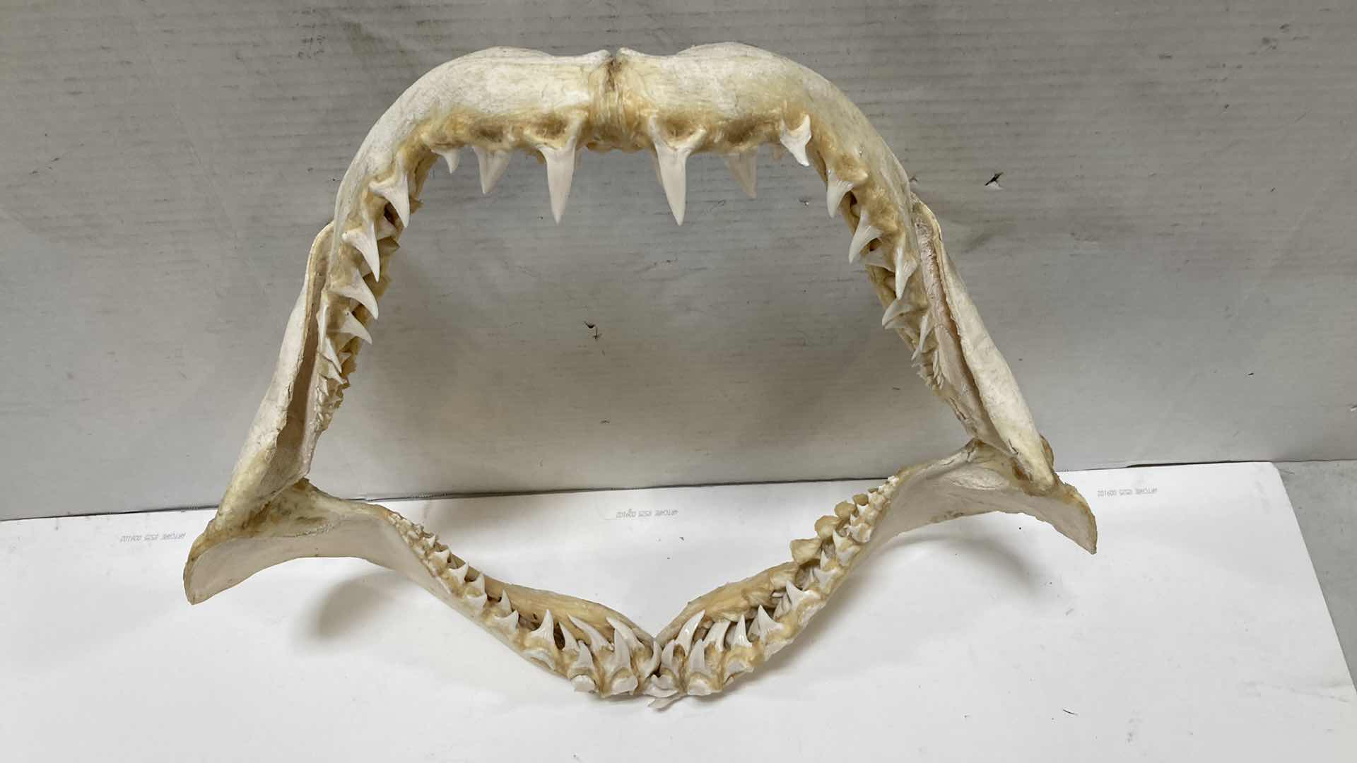 Photo 2 of MAKO SHARK JAWS 22” X 6” H 20”