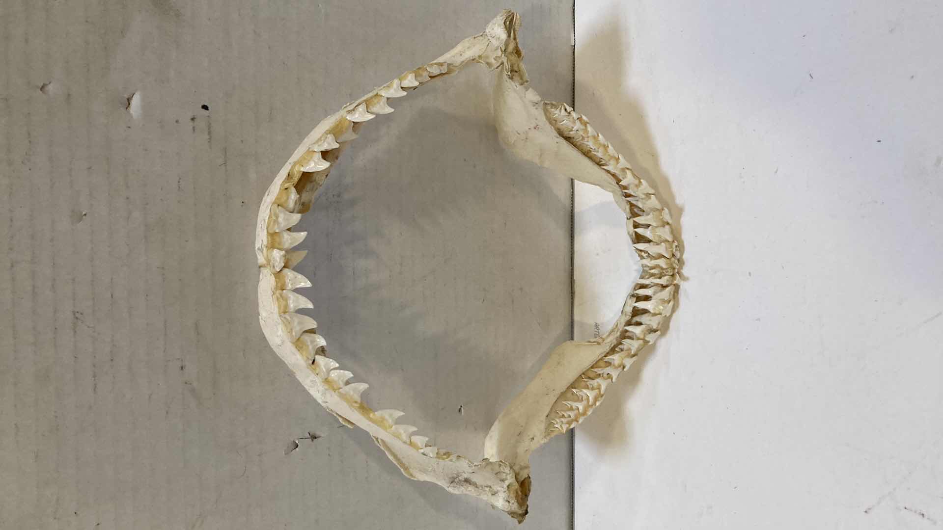 Photo 1 of BULL SHARK JAWS 12” X 4”H 10”