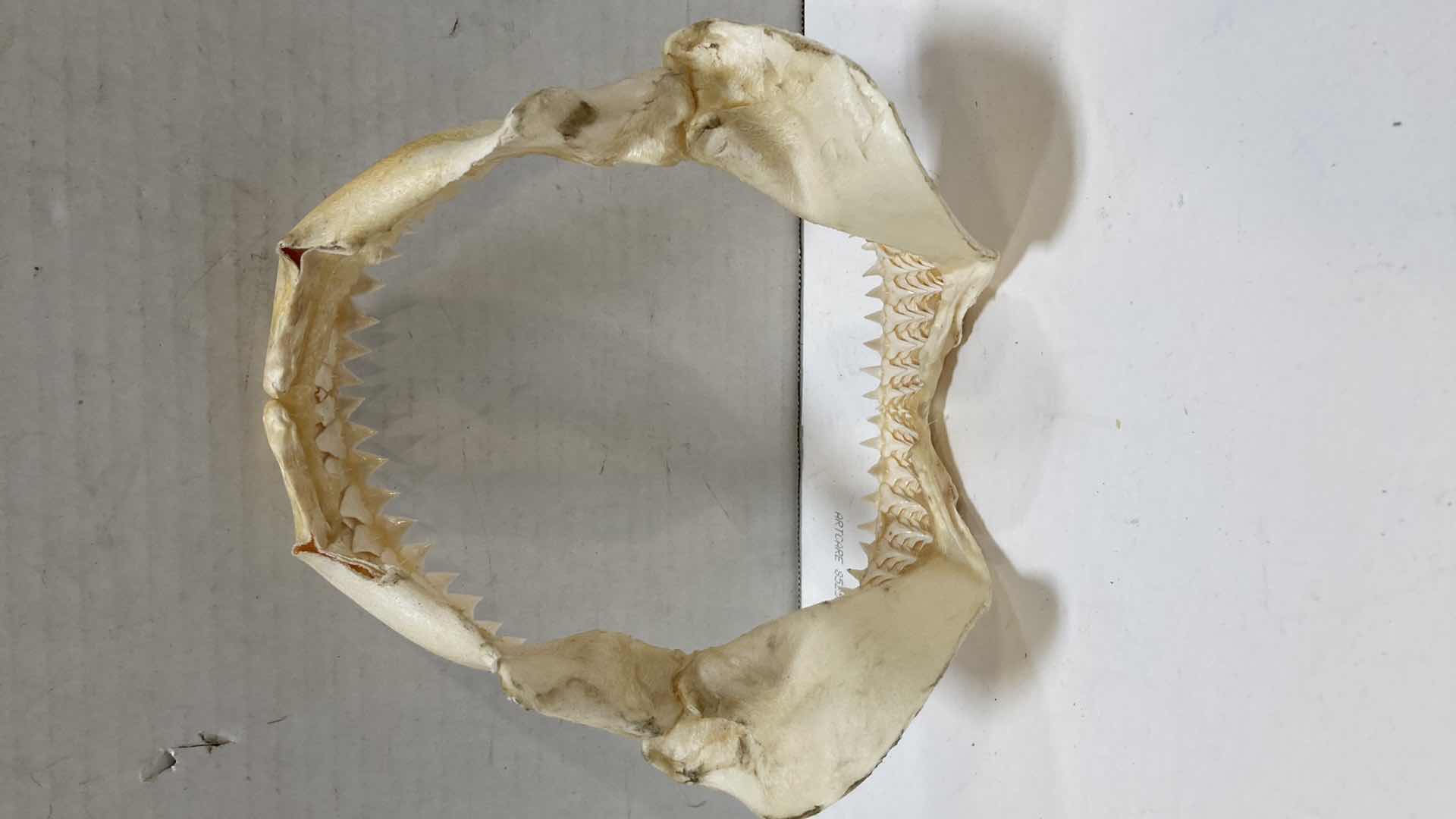 Photo 4 of BULL SHARK JAWS 8” X 4” H 9”