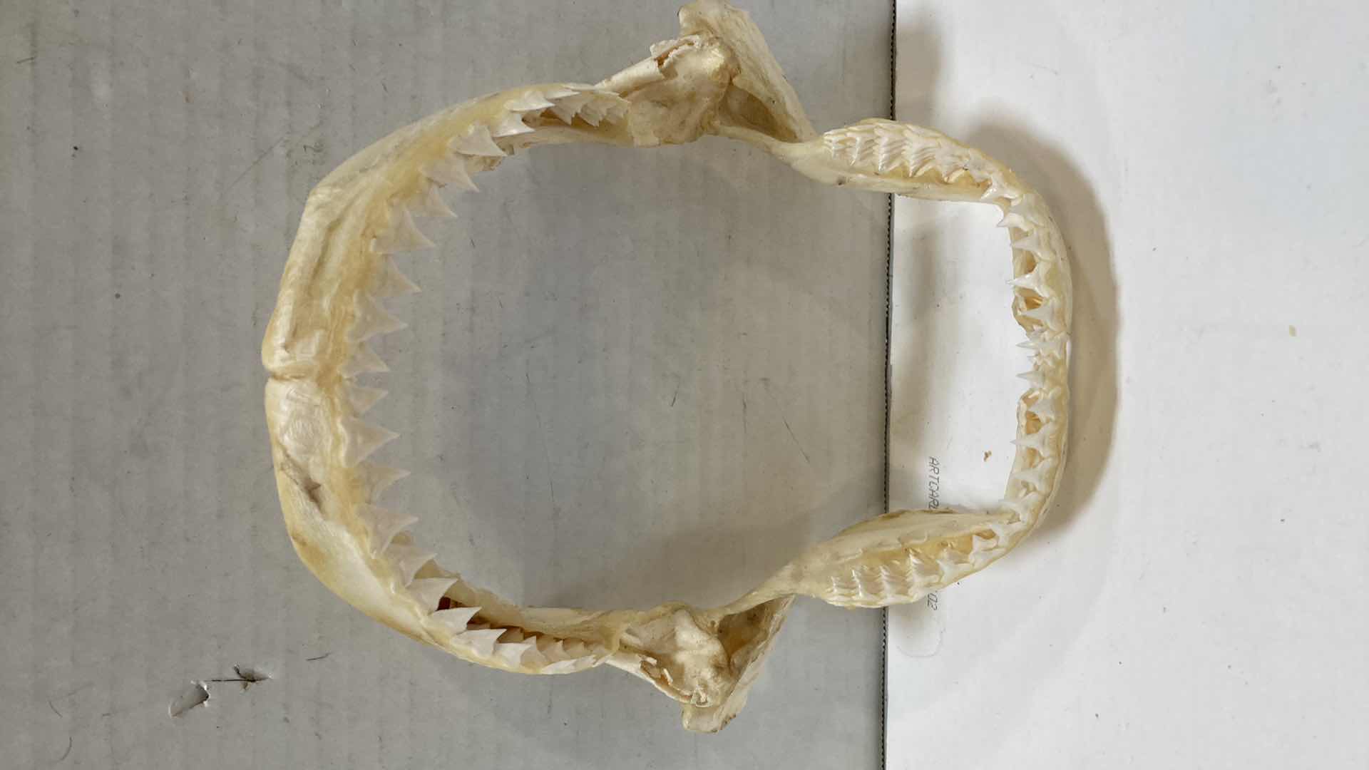 Photo 1 of BULL SHARK JAWS 8” X 4” H 9”