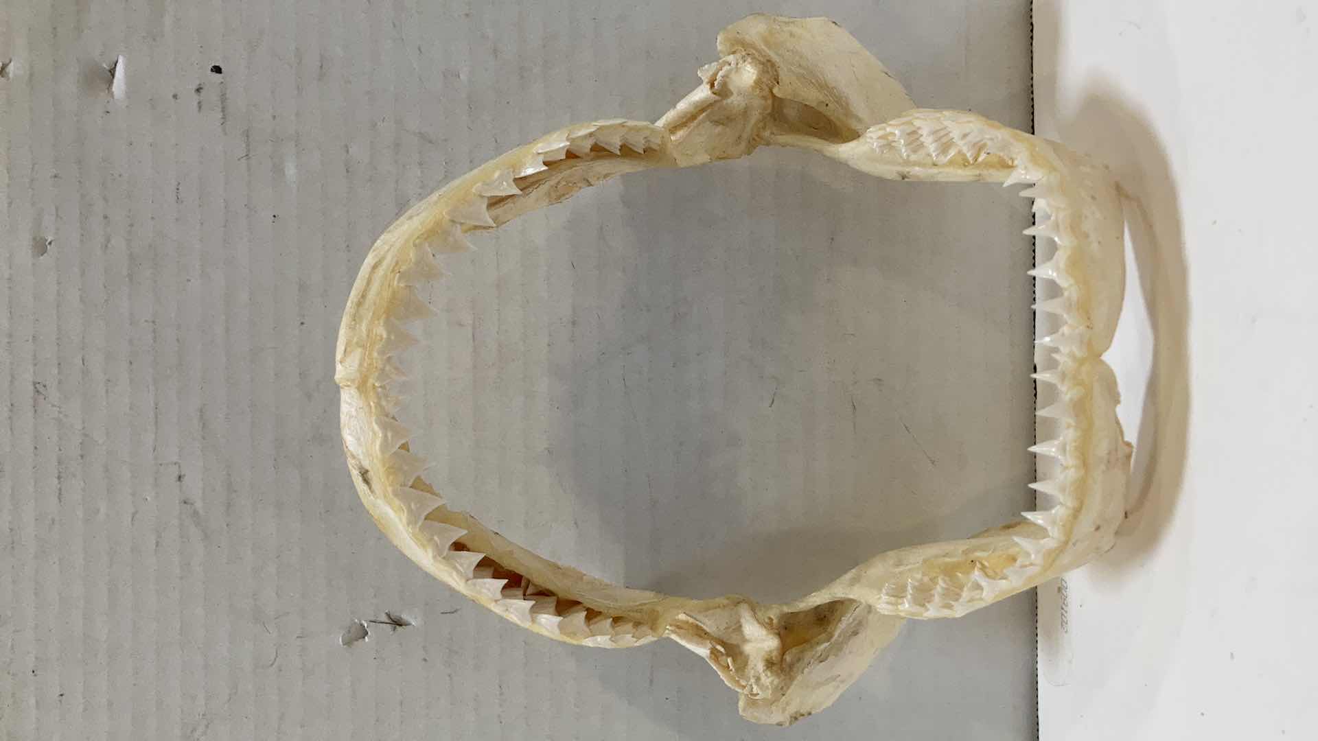 Photo 3 of BULL SHARK JAWS 8” X 4” H 9”